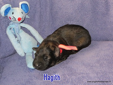 Hagith, grauwe Oudduitse Herder reu van 1 week oud